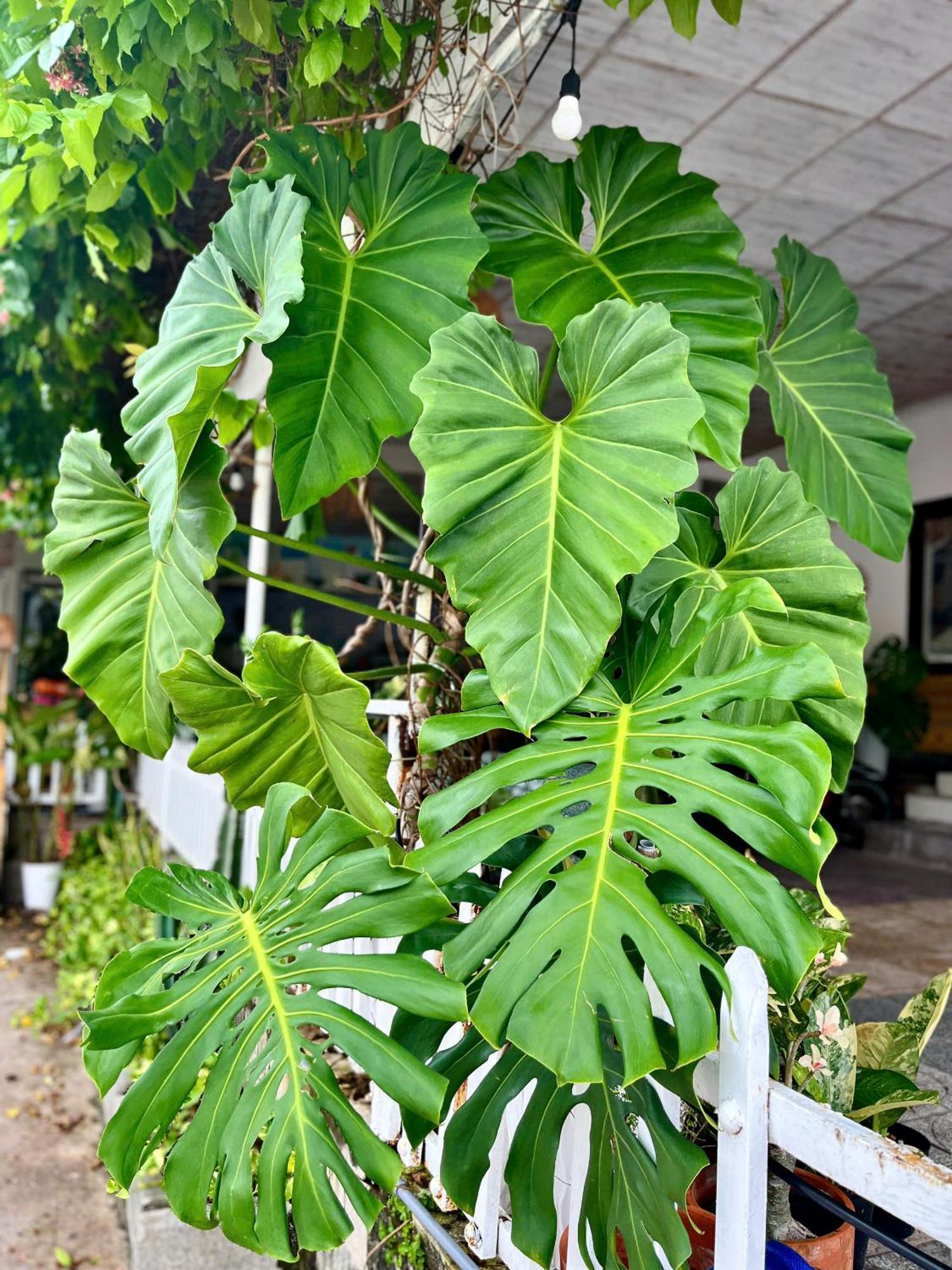N'T Homestay Mui Ne Esterno foto